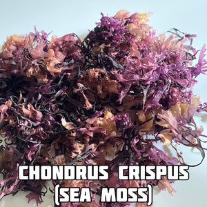 Purple Irish Moss Capsules (With Bladderwrack & Burdock Root)